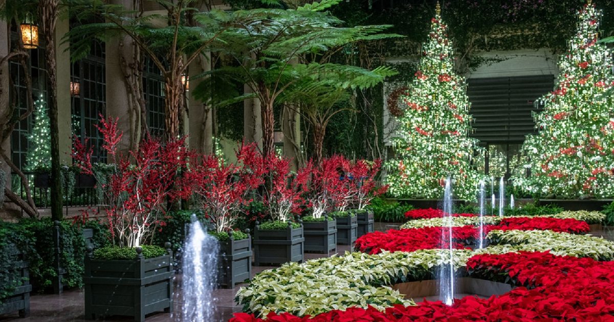 Lights! Camera! Christmas! Longwood Gardens